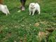 Japanese Spitz Puppies for sale in Lewisburg, TN 37091, USA. price: $400