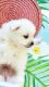 Japanese Spitz Puppies for sale in Honolulu, HI, USA. price: $700