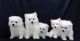 Japanese Spitz Puppies for sale in Los Angeles, CA 90012, USA. price: $800