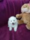 Japanese Spitz Puppies for sale in Echo Park, Los Angeles, CA, USA. price: $800