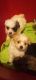 Japanese Terrier Puppies
