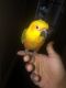 Jenday Conure Birds for sale in New York, NY, USA. price: $900