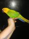 Jenday Conure Birds for sale in DeLand, FL, USA. price: NA