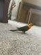 Jenday Conure Birds for sale in Idaho Falls, ID, USA. price: NA