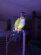Jenday Conure Birds for sale in Loogootee, IN 47553, USA. price: $500