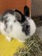 Jersey Wooly Rabbits for sale in Morristown, TN, USA. price: NA