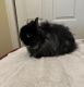 Jersey Wooly Rabbits for sale in Skokie, IL, USA. price: $75