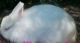 Jersey Wooly Rabbits for sale in Roseville, OH 43777, USA. price: NA