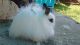 Jersey Wooly Rabbits for sale in Belleville, IL, USA. price: NA
