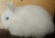 Jersey Wooly Rabbits for sale in Oswego, IL 60543, USA. price: NA