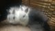 Jersey Wooly Rabbits for sale in Oswego, IL 60543, USA. price: NA