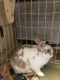 Jersey Wooly Rabbits for sale in Santa Rosa, CA, USA. price: NA