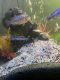 Jewel Cichlid Fishes for sale in Surprise, AZ, USA. price: NA