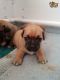 Jug Puppies for sale in New Orleans, LA, USA. price: NA