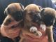 Jug Puppies for sale in El Paso, TX, USA. price: NA