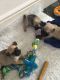 Jug Puppies for sale in 200 N Spring St, Los Angeles, CA 90012, USA. price: NA