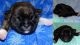 Jug Puppies for sale in Abilene, KS 67410, USA. price: NA