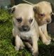 Jug Puppies for sale in Glendale, AZ 85301, USA. price: $550
