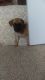 Jug Puppies for sale in Riverside County, CA, USA. price: $800