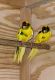 Kakariki Birds for sale in Lake Villa, IL, USA. price: NA