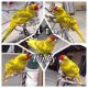 Kakariki Birds for sale in San Diego, CA, USA. price: $185