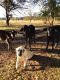 Kangal Dog Puppies for sale in Mt Pleasant, TX 75455, USA. price: $1,000