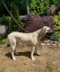 Kangal Dog Puppies for sale in New Haven, CT 06517, USA. price: $2,500