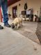 Kangal Dog Puppies for sale in Apache Junction, AZ, USA. price: $400