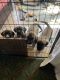 Kangal Dog Puppies for sale in Dewey-Humboldt, AZ, USA. price: $500