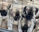 Kangal Dog Puppies for sale in Dewey-Humboldt, AZ, USA. price: NA