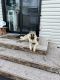 Kangal Dog Puppies for sale in Hempstead, NY 11550, USA. price: NA