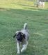 Kangal Dog Puppies for sale in Allen, TX, USA. price: $300