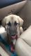 Kangal Dog Puppies for sale in Toledo, OH, USA. price: $500