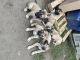 Kangal Dog Puppies for sale in Hamtramck, MI, USA. price: $350