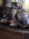 Kangal Dog Puppies for sale in Thornville, OH 43076, USA. price: $1,000