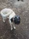 Kangal Dog Puppies for sale in Rockford, TN, USA. price: $1,000