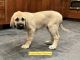 Kangal Dog Puppies for sale in Chelsea, MI 48118, USA. price: $550