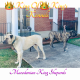 Kangal Dog Puppies