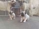 Kangal Dog Puppies for sale in Boston, MA 02114, USA. price: NA
