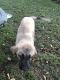Kangal Dog Puppies for sale in Glen Cove, NY, USA. price: NA