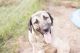 Kangal Dog Puppies for sale in Raeford, NC 28376, USA. price: NA