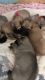 Kangal Dog Puppies for sale in Pine Bush, NY 12566, USA. price: NA