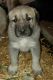 Kangal Dog Puppies for sale in Silverton, OR 97381, USA. price: NA