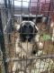 Kangal Dog Puppies for sale in Mt Vernon, WA, USA. price: NA