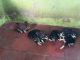 Kanni Puppies for sale in Azhakiyamandapam - Thingal Nagar Rd, Tamil Nadu 629802, India. price: 8000 INR