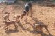 Kanni Puppies for sale in Mettur Dam, Tamil Nadu 636401, India. price: NA