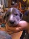 Karelian Bear Dog Puppies for sale in Vaughn, Montana. price: $1,000