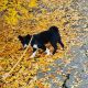 Karelian Bear Dog Puppies for sale in Bly, OR 97622, USA. price: NA