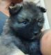 Keeshond Puppies for sale in Springfield, MO 65802, USA. price: $1,000