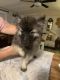 Keeshond Puppies for sale in Middleton, TN 38052, USA. price: $800